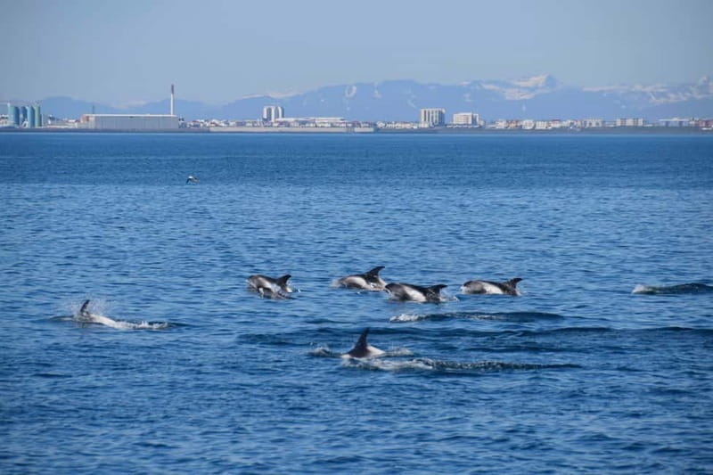 Reykjavik: Whale Watching Express - Guides, commentary, and finding the best view