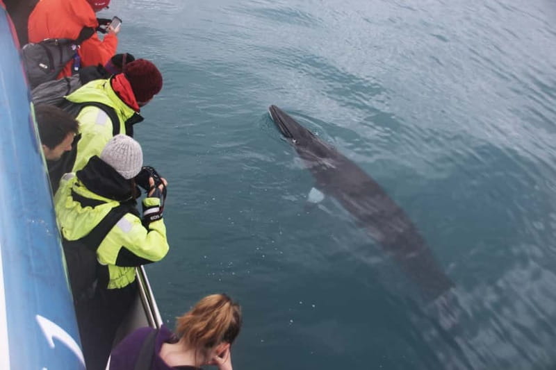 Reykjavik: Whale Watching Express - What happens if you see no whales
