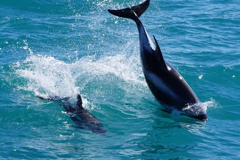 Reykjavik: Whale Watching Express - Who will enjoy this tour most