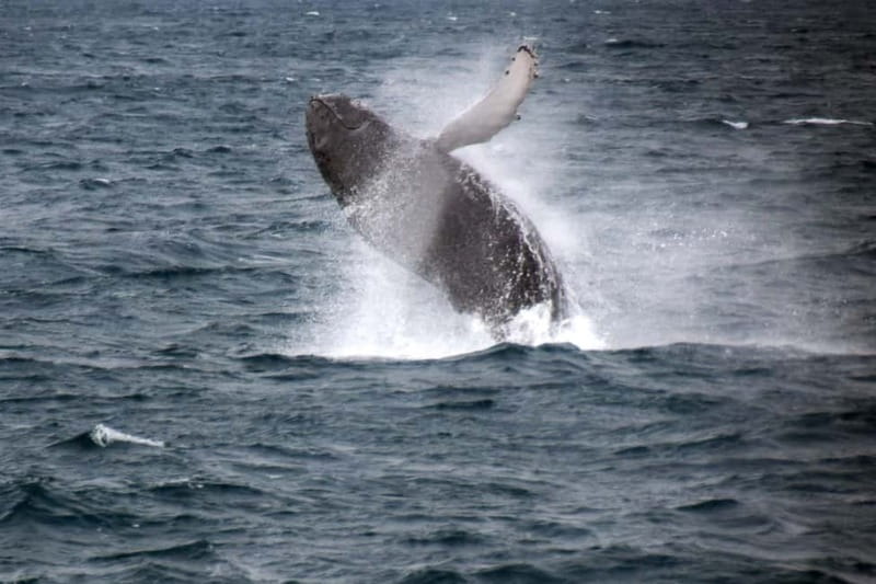 Reykjavik: Whale Watching Express - Getting ready for cold wind and spray