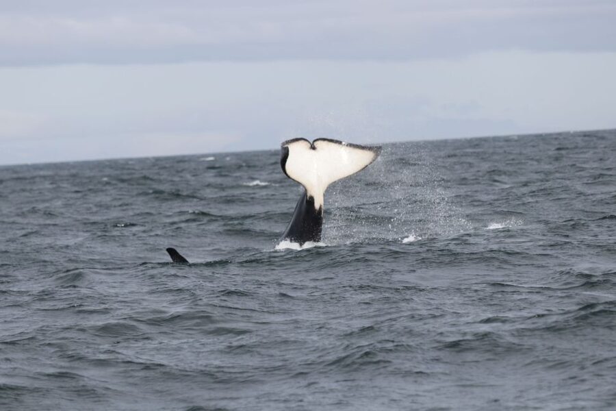 Reykjavik: Whale Watching in Faxaflói Bay & Live Lava Show - Two Iceland highlights in one half-day