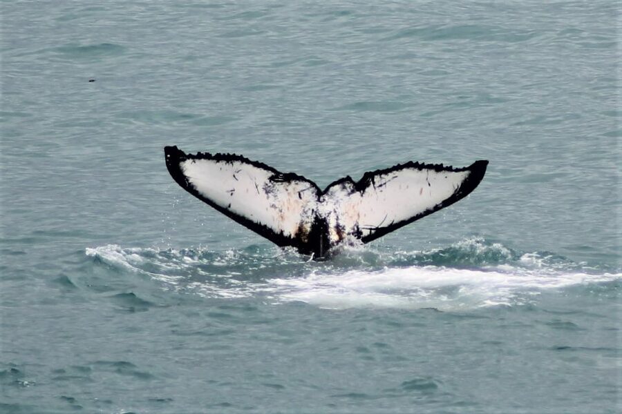 Reykjavik: Whale Watching in Faxaflói Bay & Live Lava Show - The wildlife is worth the patience
