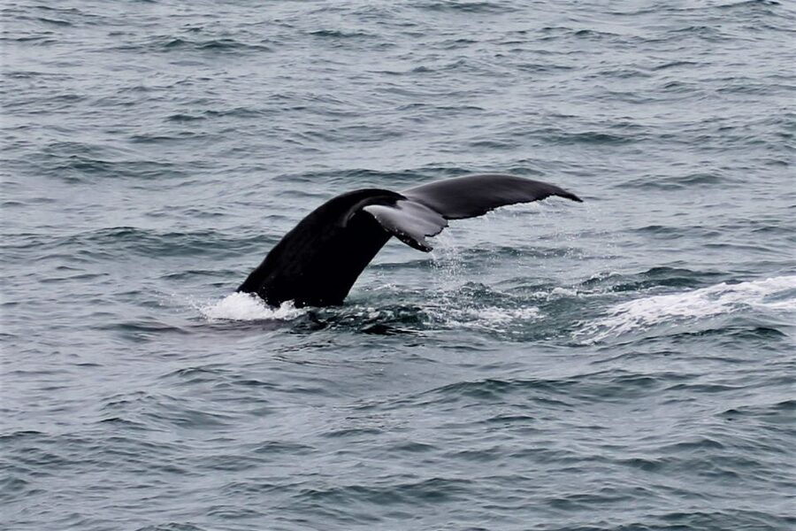 Reykjavik: Whale Watching in Faxaflói Bay & Live Lava Show - Seeing lava at Fiskislóð 73