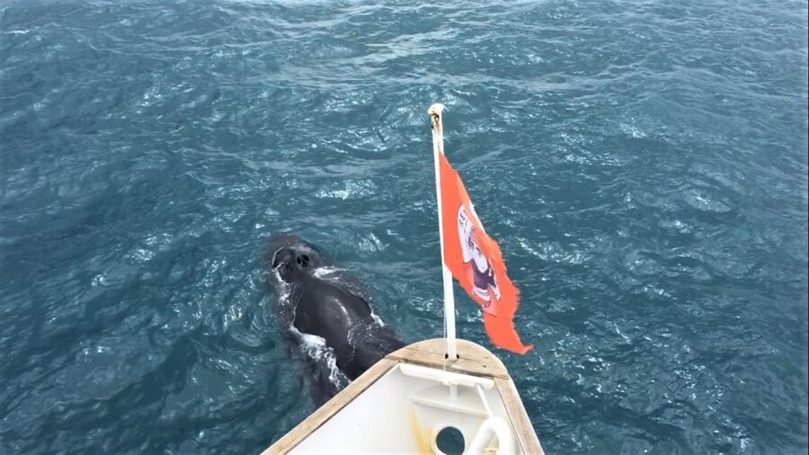 Reykjavik: Whale Watching in Faxaflói Bay & Live Lava Show - What three hours on the boat feels like