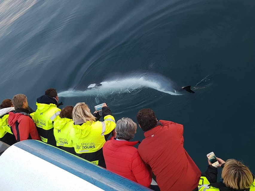 Reykjavik: Whale Watching & Lava Show - Key points to know before booking