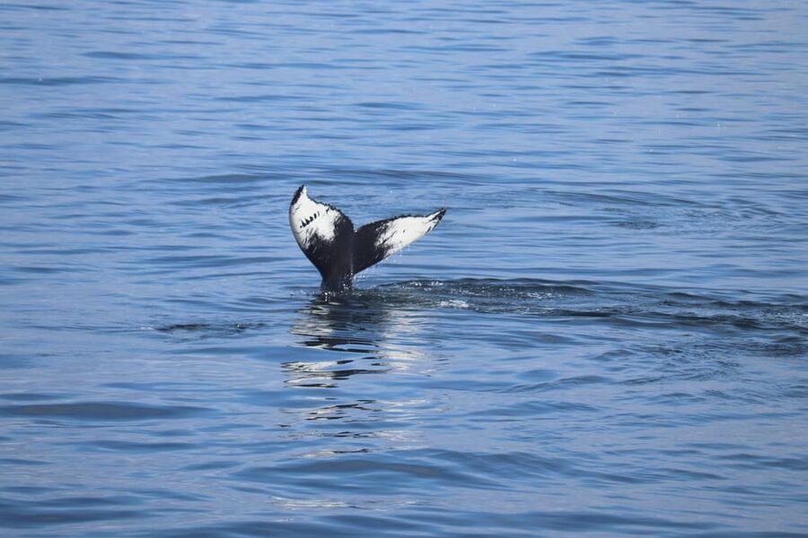 Reykjavik: Whale Watching Morning Expedition - Key points to know before you book