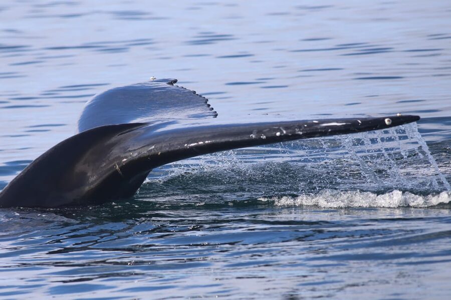 Reykjavik: Whale Watching Morning Expedition - Should you book this Reykjavik whale cruise?