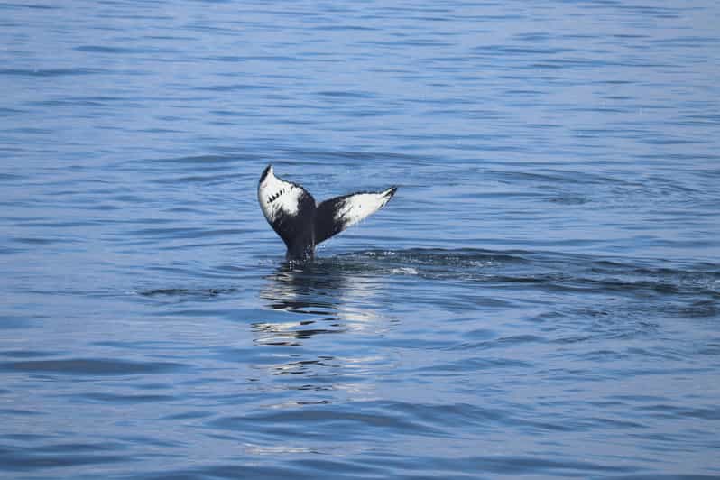 Reykjavik: Whale Watching Morning Expedition - Leaving Reykjavik from the Old Harbour