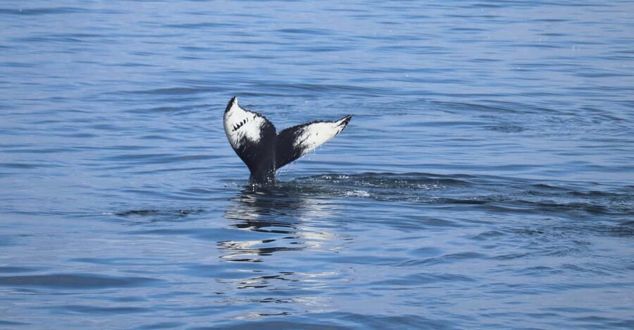 Reykjavik: Whale Watching Morning Expedition - Seabirds, islands, and the view back to Reykjavik