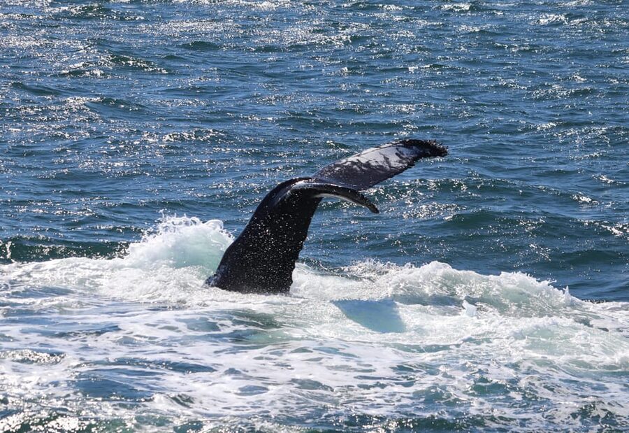 Reykjavik: Whale Watching Morning Expedition - Staying warm on a moving boat