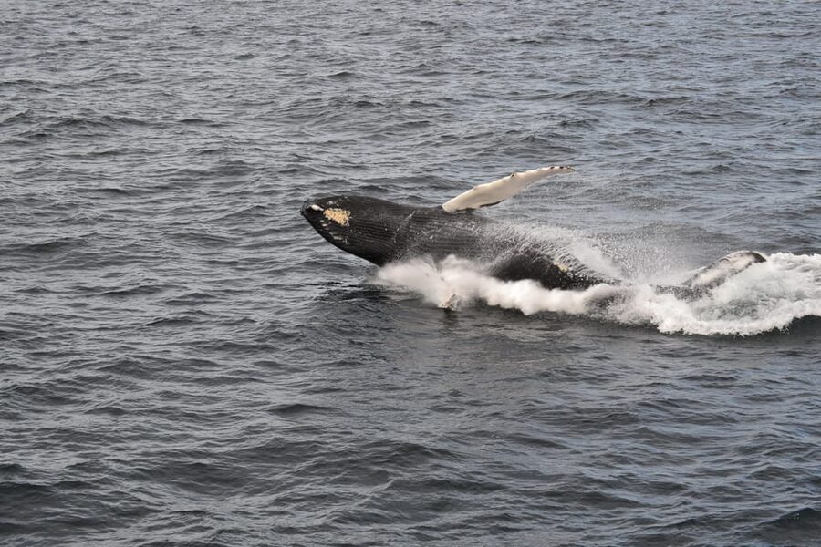 Reykjavik: Whale Watching Morning Expedition - Food, drinks, and the real cost of the cruise