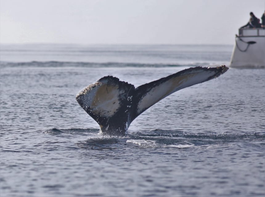 Reykjavik: Whale Watching Morning Expedition - Who will get the most from this morning trip