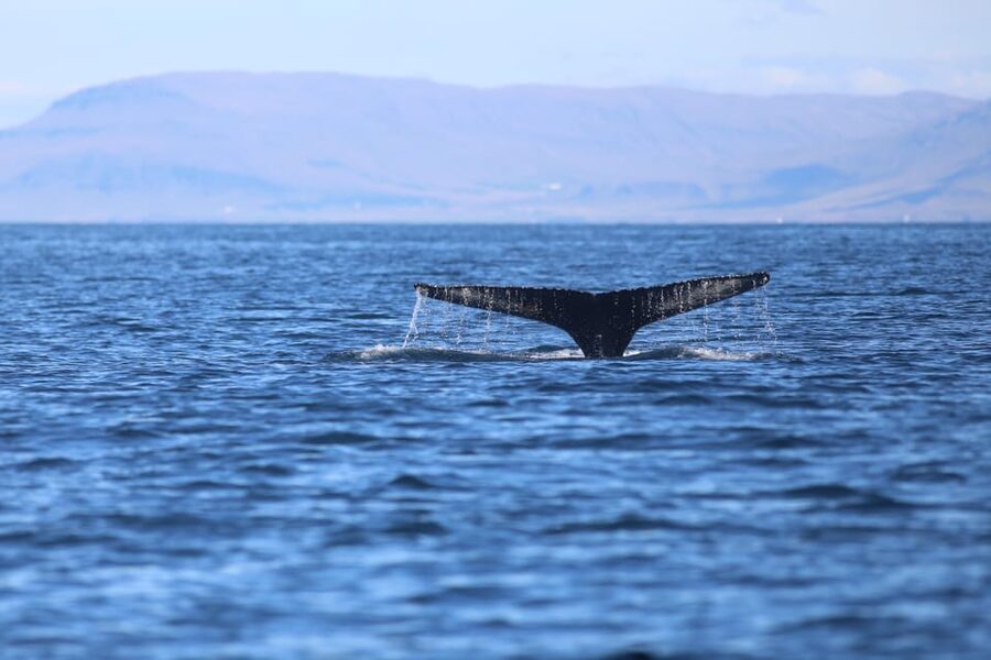 Reykjavik: Whale Watching Morning Expedition - Booking, cancellation, and timing