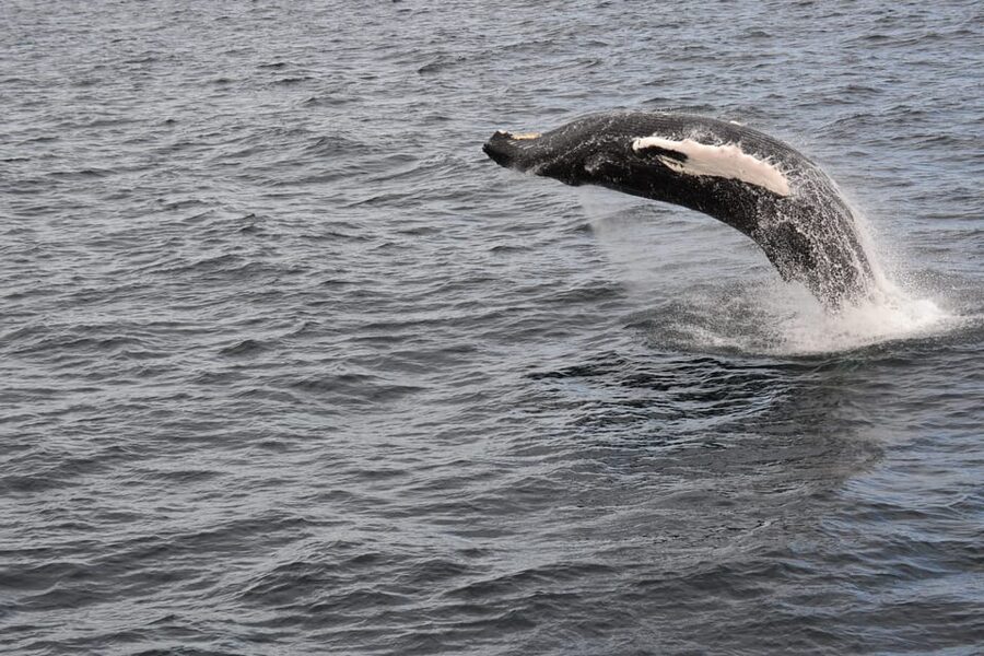 Reykjavik: Whale Watching Morning Expedition - What to pack for the bay