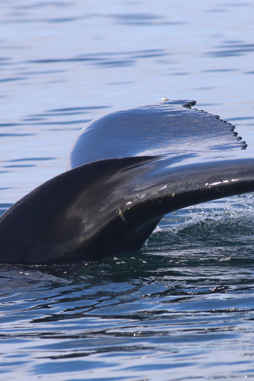 Reykjavik: Whale Watching Morning Expedition - Two and a half hours in Faxaflói Bay