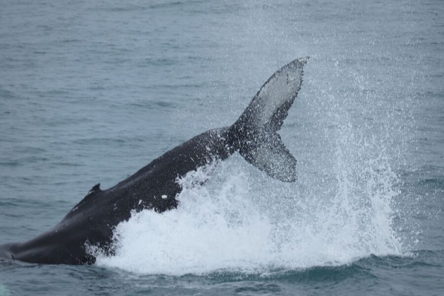 Reykjavik: Whale Watching & Northern Lights Combo Cruise - Key points to know before you book
