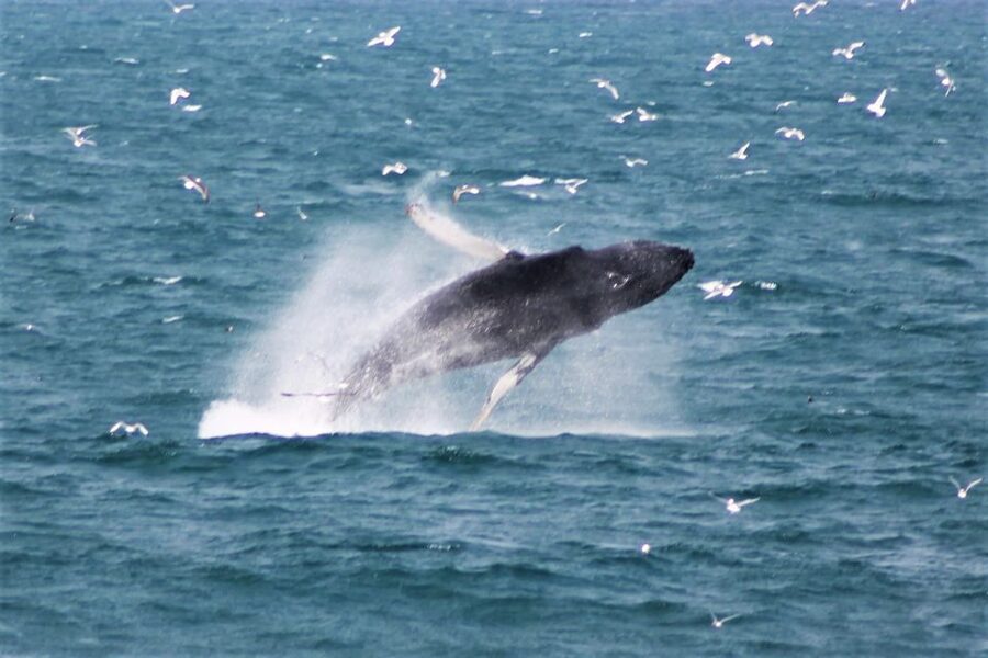 Reykjavik: Whale Watching & Northern Lights Combo Cruise - Who should choose this combo cruise