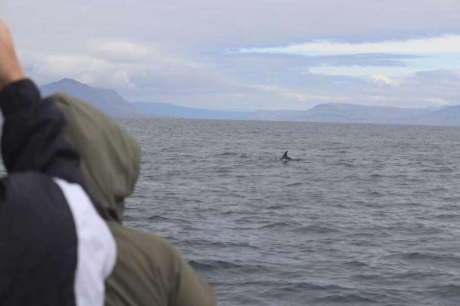 Reykjavik: Whale Watching & Northern Lights Combo Cruise - The Reykjavik break is part of the plan