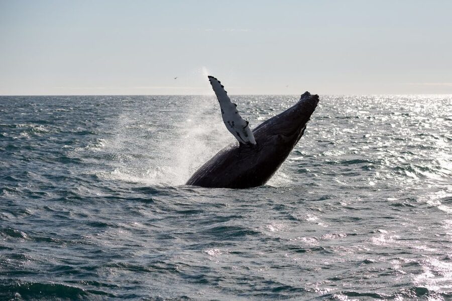 Reykjavik: Whale Watching & Northern Lights Combo Cruise - Guides can shape the whole day