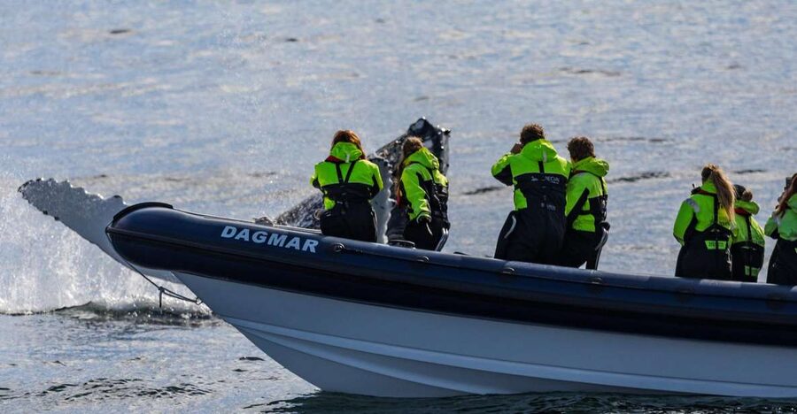 Reykjavik: Whale Watching Tour by RIB Boat - Key points to know before booking