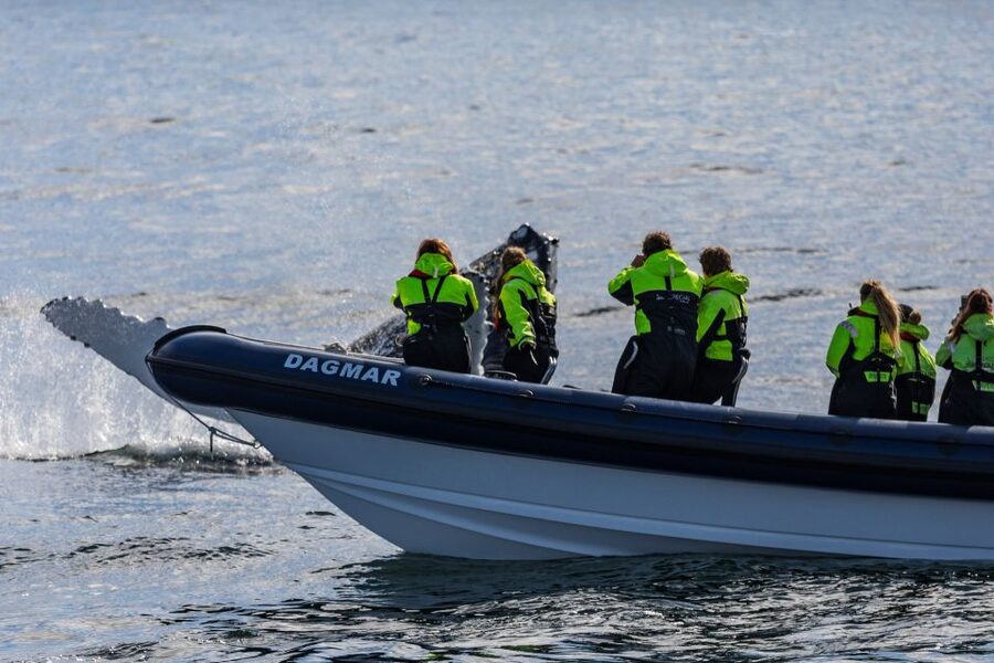 Reykjavik: Whale Watching Tour by RIB Boat - A fast start from Reykjavik’s harbor