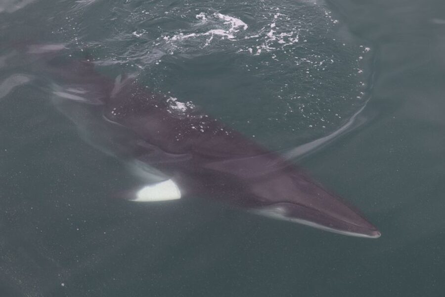 Reykjavik: Whale Watching Tour by RIB Boat - Searching the whale feeding grounds