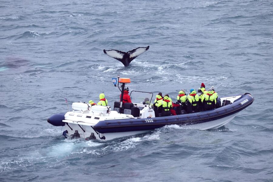 Reykjavik: Whale Watching Tour by RIB Boat - Akurey and the summer puffin stop