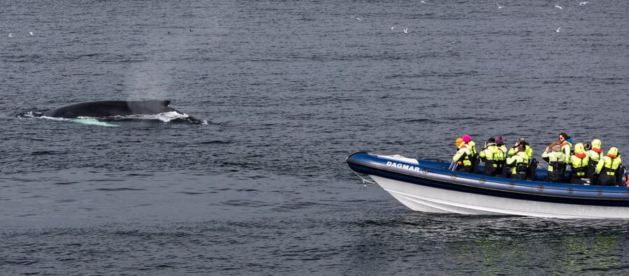 Reykjavik: Whale Watching Tour by RIB Boat - What the guide adds to two hours at sea