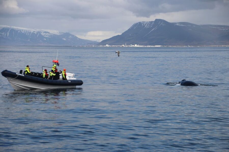 Reykjavik: Whale Watching Tour by RIB Boat - Weather, comfort, and safety on the open bay