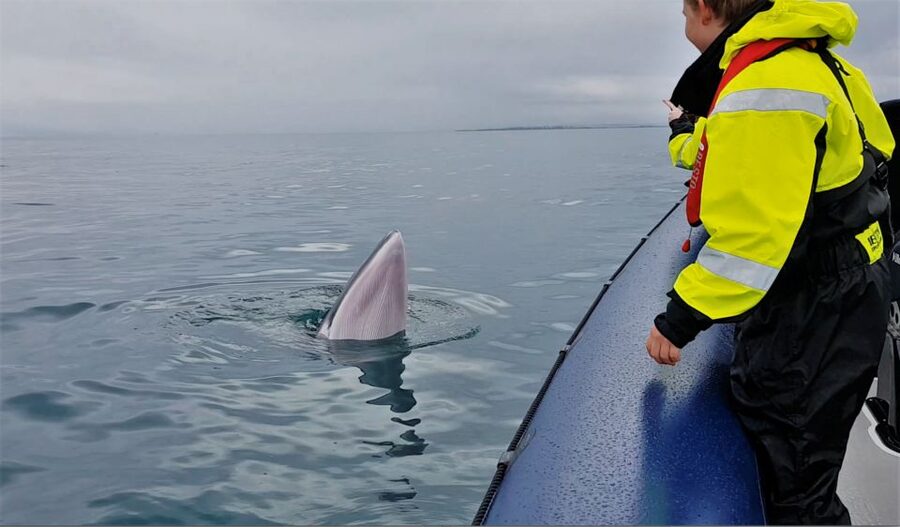 Reykjavik: Whale Watching Tour by RIB Boat - Is $194 a fair price?