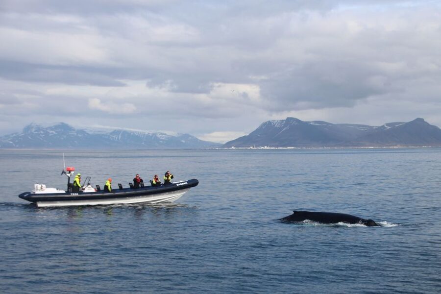 Reykjavik: Whale Watching Tour by RIB Boat - Crossing Faxaflói Bay at 32 knots