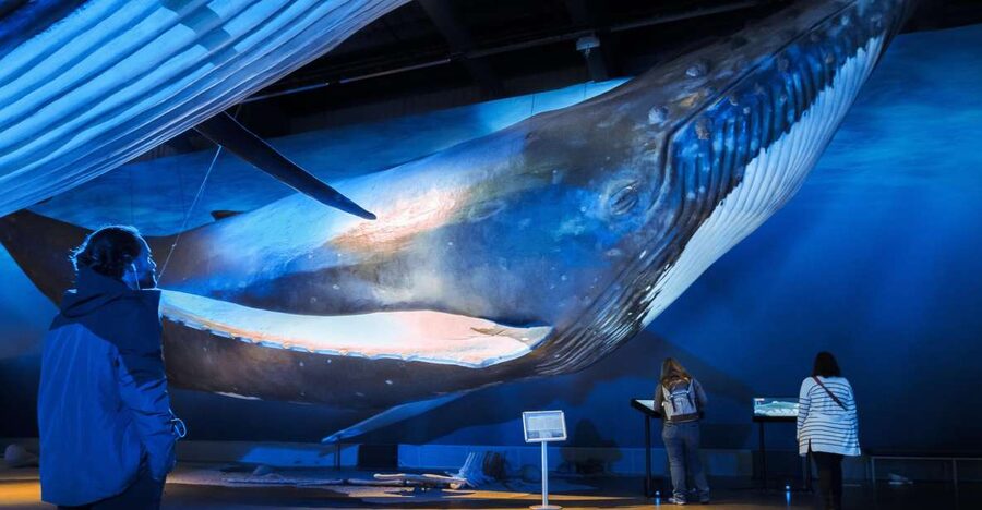 Reykjavik: Whale Watching Tour, Whales of Iceland Exhibition - The moments that make the boat ride special