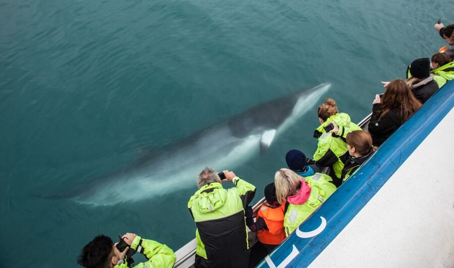 Reykjavik: Whale Watching Tour, Whales of Iceland Exhibition - Whales of Iceland: seeing the animals at full scale