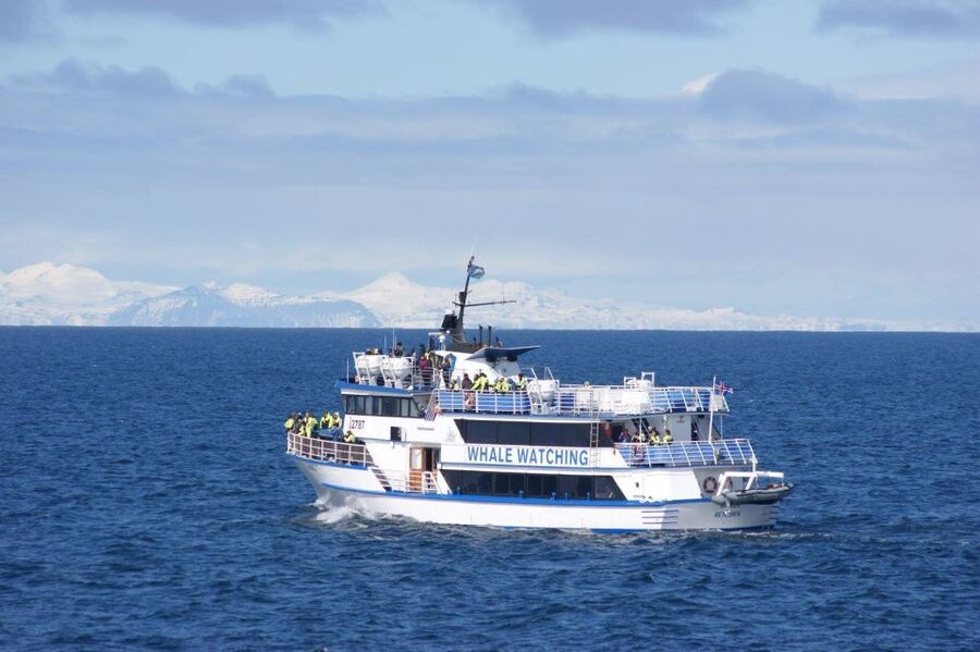 Reykjavik: Whale Watching Tour, Whales of Iceland Exhibition - Who will enjoy this most?