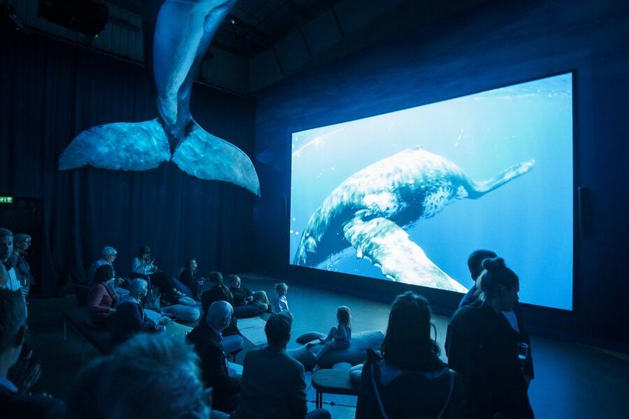 Reykjavik: Whale Watching Tour, Whales of Iceland Exhibition - Should you book this whale-watching and museum combination?