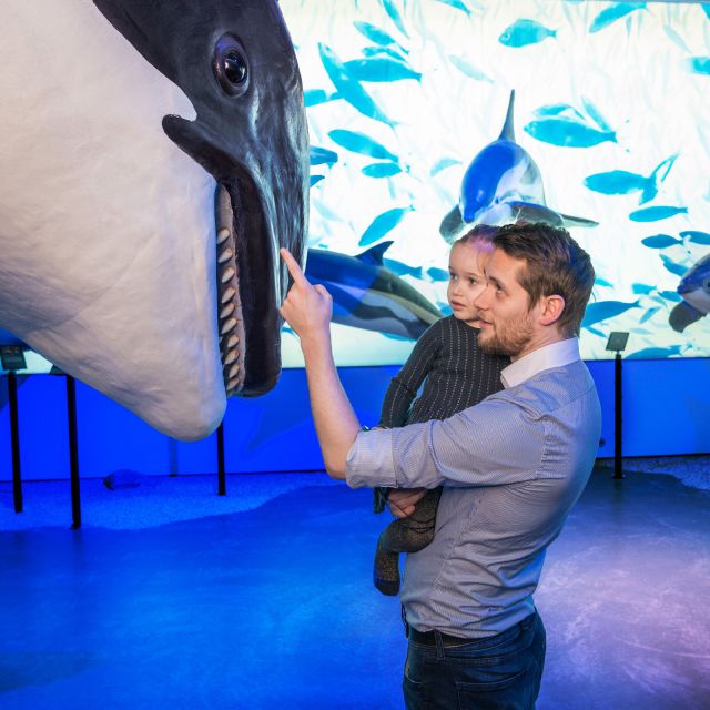 Reykjavik: Whale Watching Tour, Whales of Iceland Exhibition - What you might see in different seasons
