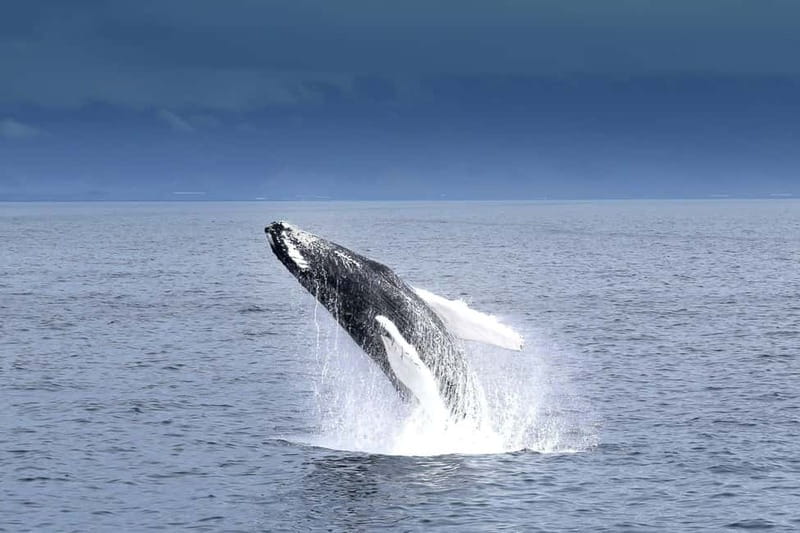 Reykjavik: Whale Watching Tour with Expert Guide - Leaving Reykjavik’s Old Harbour for Faxafloi Bay