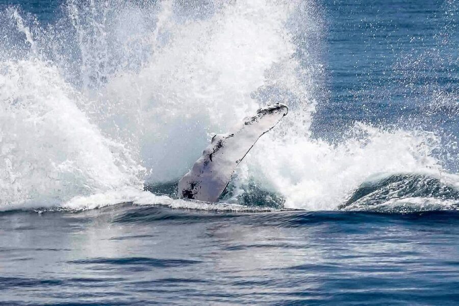 Reykjavik: Whale Watching Tour with Expert Guide - Should You Book This Whale-Watching Tour?