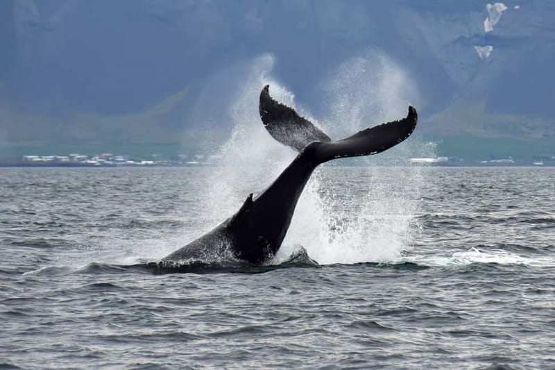 Reykjavik: Whale Watching Tour with Expert Guide - What You Might See in the Feeding Grounds