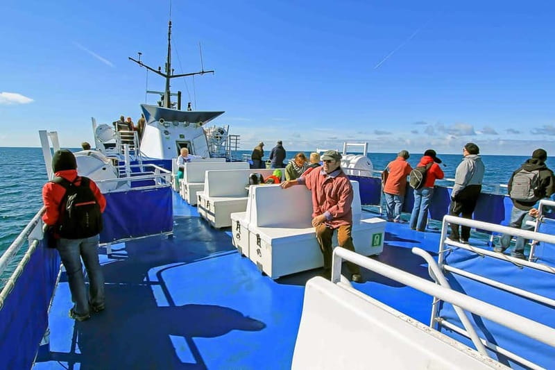 Reykjavik: Whale Watching Tour with Expert Guide - Is $90 a Fair Price?