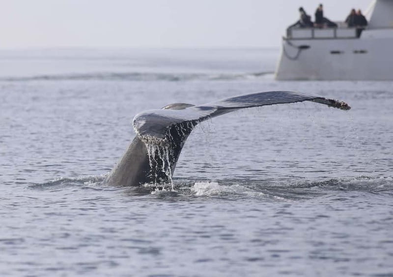 Reykjavik: Whale Watching Tour with Expert Guide - Who Will Enjoy Andrea Most?