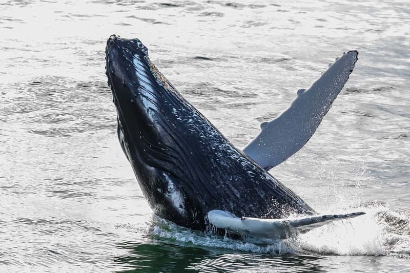 Reykjavik: Whale Watching Tour with Expert Guide - How to Make the Most of the Three Hours