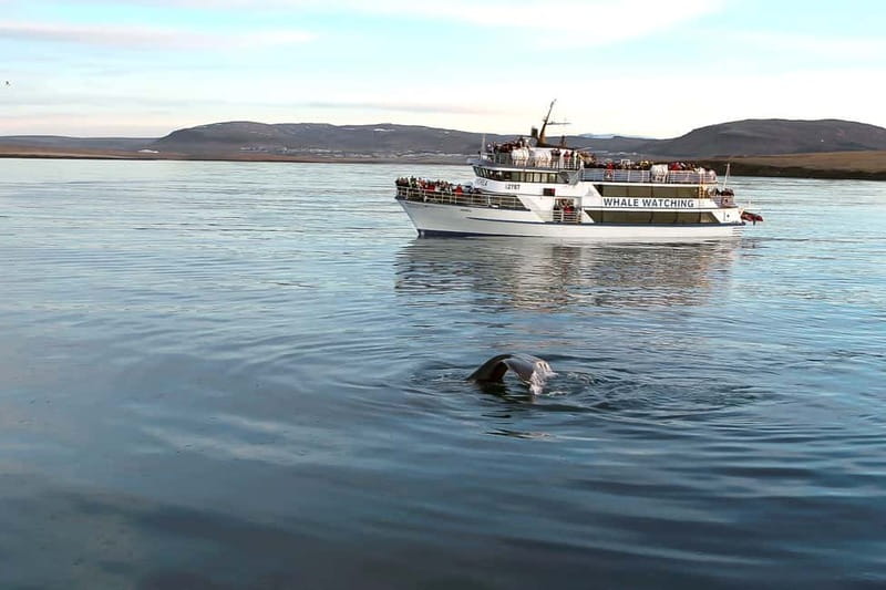 Reykjavik: Whale Watching Tour with Expert Guide - A Guide Who Keeps You Looking in the Right Place