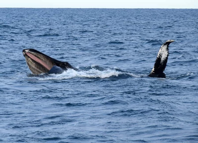 Reykjavik: Whales and Puffins Express Cruise Combo Tour - Best timing for whales and puffins