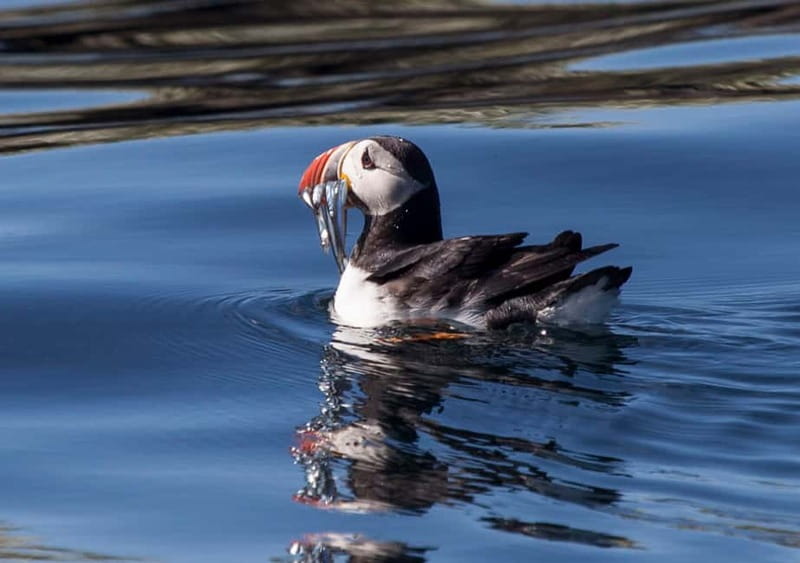 Reykjavik: Whales and Puffins Express Cruise Combo Tour - Two Reykjavík cruises, two very different moods