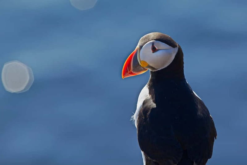 Reykjavik: Whales and Puffins Express Cruise Combo Tour - Searching Faxaflói Bay for whales