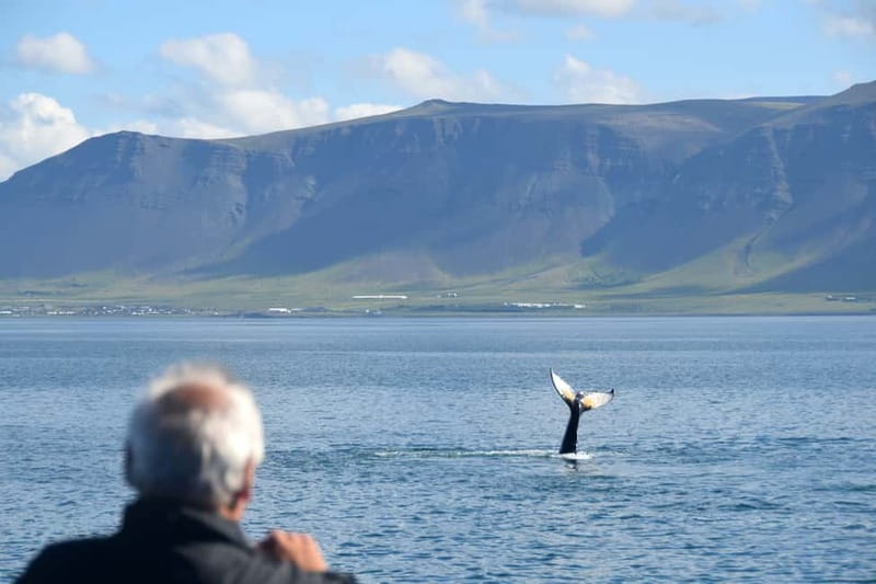 Reykjavik: Whales and Puffins Express Cruise Combo Tour - What the whale guarantee really gives you