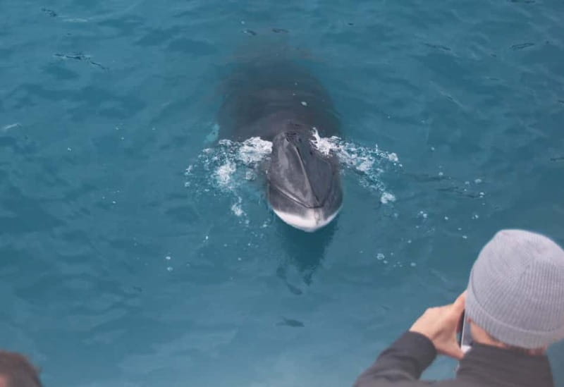 Reykjavik: Whales and Puffins Express Cruise Combo Tour - Staying warm on Icelandic water