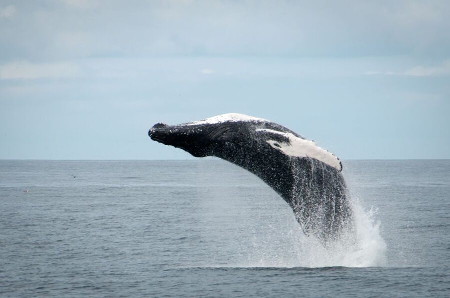 Reykjavik: Whales and Puffins Express Cruise Combo Tour - Guides, facts, and the tone of the trip