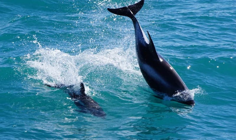 Reykjavik: Whales and Puffins Express Cruise Combo Tour - Is $148 a fair price?